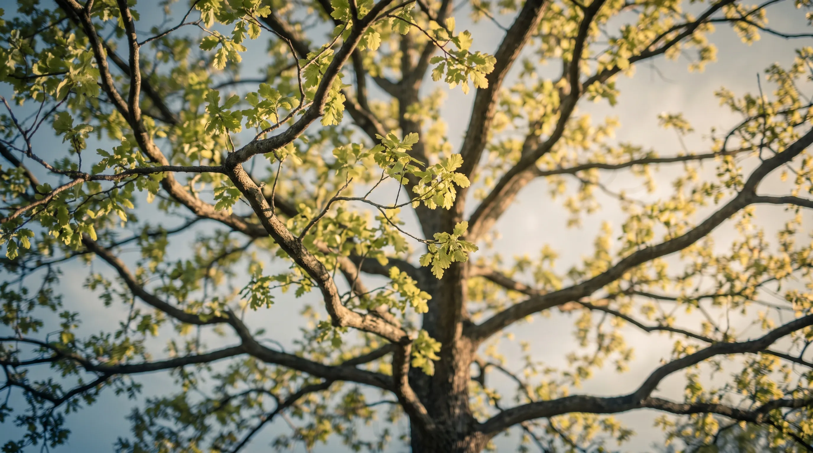 Oak branches in spring leaf against a pale sky